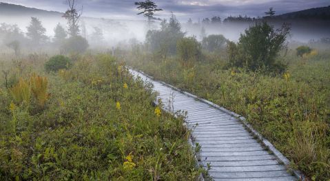 Hike Through A Frost Pocket At Cranesville Swamp In West Virginia