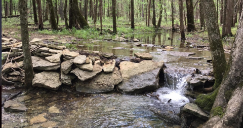 7 Of The Greatest Hiking Trails In Nashville For Beginners