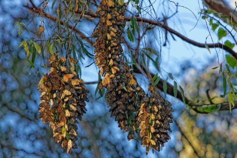 A Butterfly Migration Super Highway Could Bring Millions Of Monarchs Through Northern California This Fall