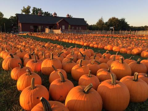 It's Peak Apple And Pumpkin Picking Conditions At Tougas Family Farm In Massachusetts