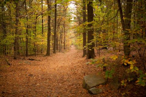 Buck Hill Trail In Massachusetts Offers The Best Views All Year, Especially In The Fall