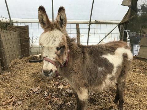 Feed And Pet Adorable Animals At Sam Mazza's Petting Zoo In Vermont