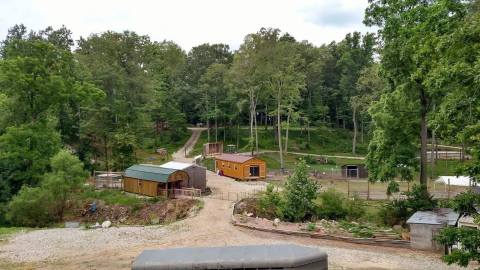 Encounter Exotic Animals In The Middle Of Ohio At Safari Junction, A Family-Owned Animal Park