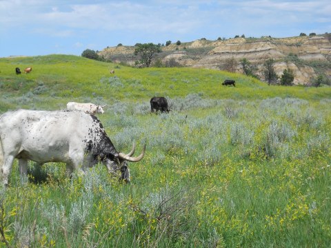 The Longhorn Pullout Is The Hidden Spot Of The North Dakota Badlands That More People Should Know About