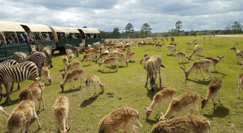 Adventure Awaits At This Drive-Thru Safari Park Near New Orleans