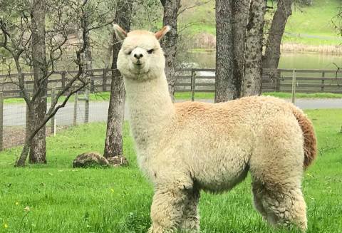 Mule Train Alpaca Ranch In Montana Makes For A Fun Family Day Trip