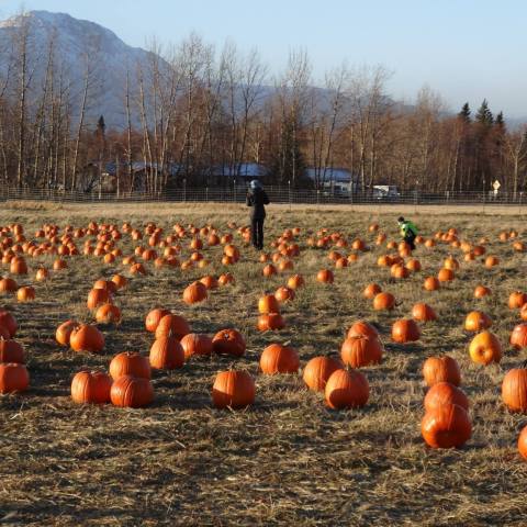 The Reindeer Farm Pumpkin Patch In Alaska Is A Classic Fall Tradition