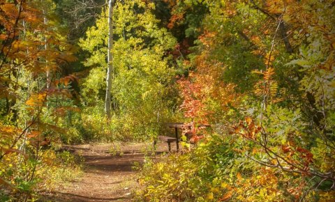 You'll Find Gorgeous Fall Foliage In Millcreek Canyon, Just Minutes From Utah's Largest City