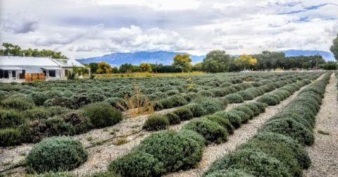 Stay On A Working Farm At New Mexico’s Rustic And Historic Los Poblanos Inn