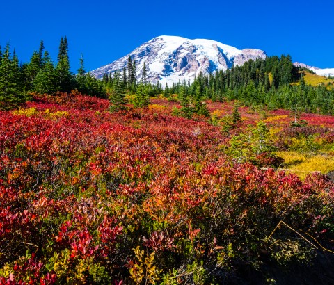 9 Views That Prove Fall Is The Best Time To Visit Mt Rainier National Park In Washington