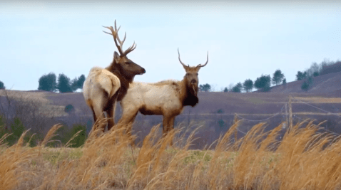 You Can Take A Guided Elk Tour In Virginia's Breaks Interstate Park And It's Truly Unique