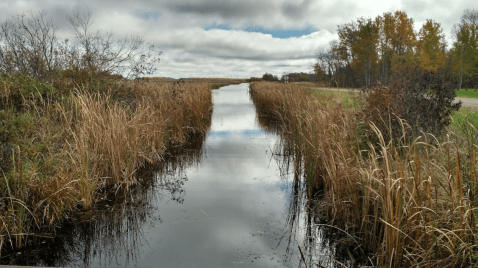 One Of The Best Places To Spot Elk In Minnesota Is The Beautiful Agassiz National Wildlife Refuge