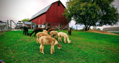 Thistle Creek Alpaca Farm Near Buffalo Makes For A Fun Family Day Trip