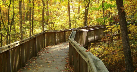 Take A Hike On The Talmadge Butler Boardwalk Trail To Experience Alabama's Beautiful Fall Colors