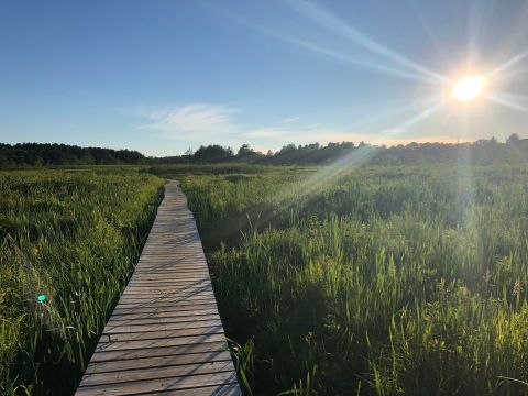 The Beautiful Little Pond Boardwalk Trail Is An Easy 1-Mile Hike In Connecticut That's Great For Beginners And Kids