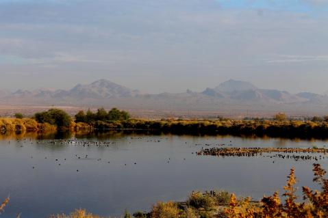 Watch Birds Take Flight When You Stroll Through The Henderson Bird Viewing Preserve In Nevada