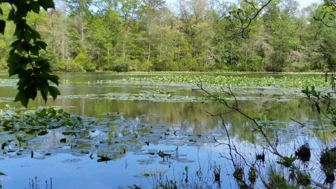 Hike A Short But Scenic Mile On Delaware's Lee Meadow Trail That Offers Beyond Beautiful Views