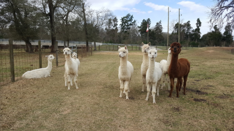 Spend The Night With Over 70 Llamas And Alpacas At Figment Ranch In Texas