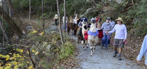 Hike With Llamas At Llamapalooza At Chimney Rock State Park In North Carolina