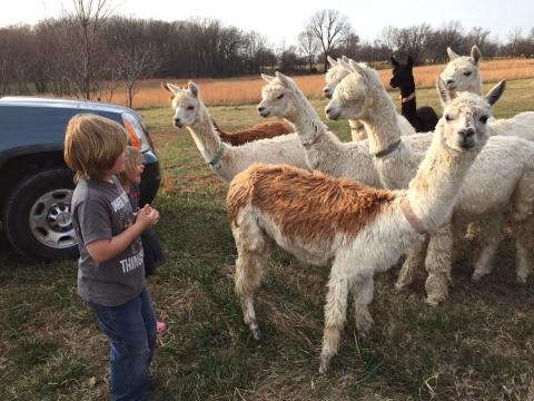 You Can Shop And Exercise With Alpacas At Zena Suri In Oklahoma