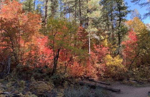 Hike Through An Enchanting Maple Grove On West Fork Trail In Arizona