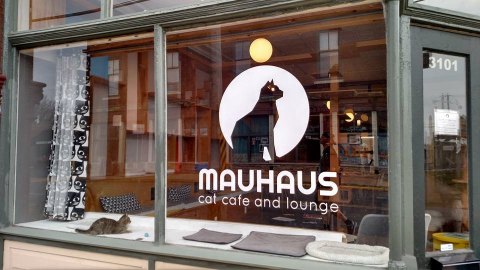 Mauhaus Cat Café & Lounge Is A Completely Cat-Themed Catopia Of A Cafe In Missouri