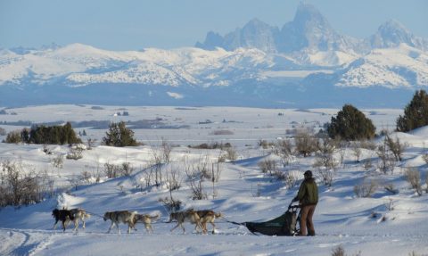 Take A Sled Dog Adventure With Silver Sage Mushing In Idaho For A Ride Of A Lifetime