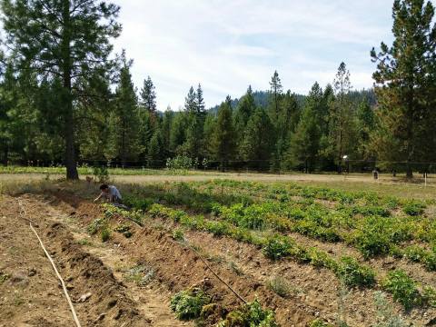 Idaho's Only Farm Brewery, Lone Mountain Farms, Is An Awesome Place To Visit