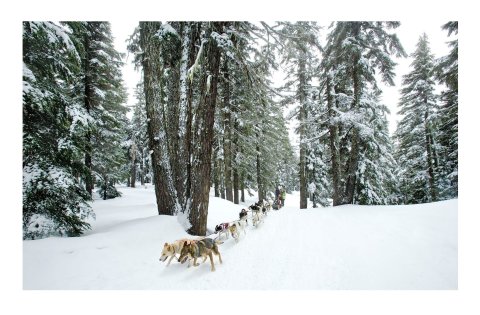 Take A Sled Dog Adventure At Oregon Trail Of Dreams For The Ride Of A Lifetime