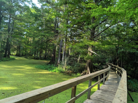 Hike To An Emerald Lagoon On This Easy Trail Near New Orleans