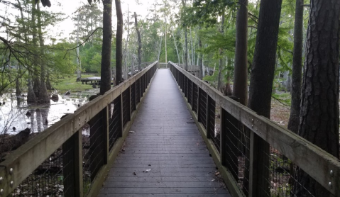 Explore Over 7 Miles Of Hiking Trails At Sam Houston Jones State Park