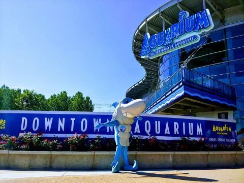 You Can Swim With Sharks At The Denver Aquarium In Colorado