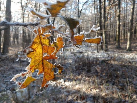 You Might Not Like These Predictions About Arkansas' Wet And Mild Upcoming Winter