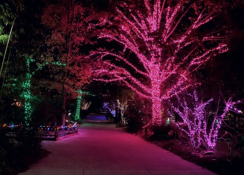 Adventure Through An Enchanted Wonderland Of Lights And Activities At Riverbanks Zoo In South Carolina