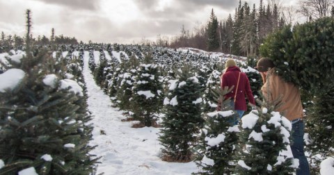 The Christmas Tree Trail In Bethlehem Is Like Walking In A New Hampshire Winter Wonderland