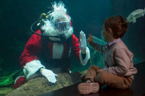 Take A Magical Underwater Journey With Scuba Santa At The Tennessee Aquarium