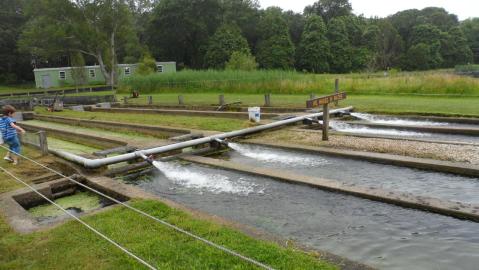 Your Kids Will Love Feeding The Fish At Sandwich State Fish Hatchery, A Free Fish Farm In Massachusetts