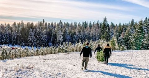 Take A Hay Ride Through An Idyllic Christmas Tree Farm At Camden Ranch In Washington