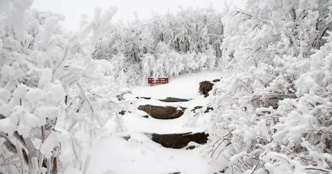 The Easy Snowshoe Trail At Elk Knob State Park In North Carolina Is Ideal For A Bright And Snowy Winter's Day