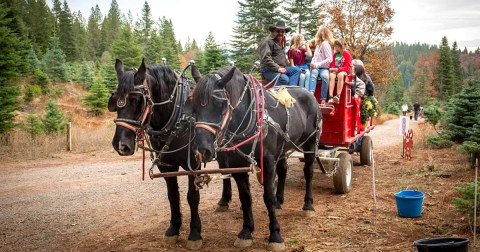 Take A Sleigh Ride Through An Idyllic Christmas Tree Farm At Snowy Peaks Tree Farm In Northern California