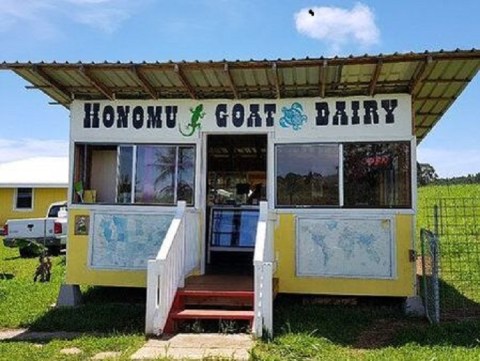 Frolic With Goats And Taste Fresh Goat Milk Caramel At The Underrated Honomu Goat Dairy Farm In Hawaii