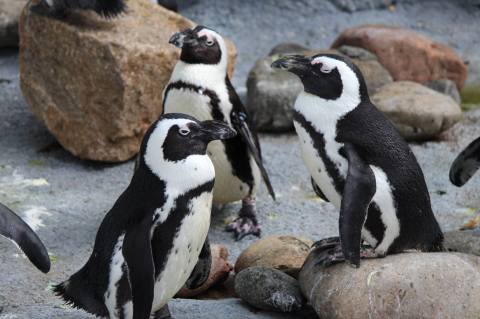 Enjoy A Perfectly Precious Pancake Breakfast With Penguins At The Henry Doorly Zoo In Nebraska