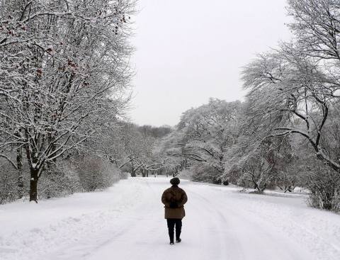 Hiking Through Arnold Arboretum Of Harvard University In Winter Is An Other-Worldly Massachusetts Experience