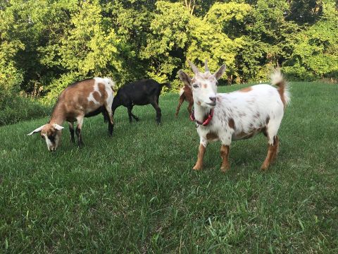 Take An Adorable Goat Yoga Class At Healing Acres Farm In Pennsylvania