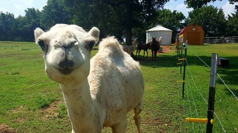 Cuddle The Most Adorable Rescued Farm Animals At Oliver And Friends Farm Sanctuary In Oklahoma