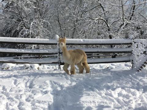 Spend An Afternoon With Adorable Animals At Burgis Brook Alpacas In Connecticut