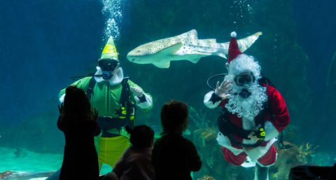 Watch Santa Dive With Sharks At Festival Of The Seas In Utah's Loveland Living Planet Aquarium