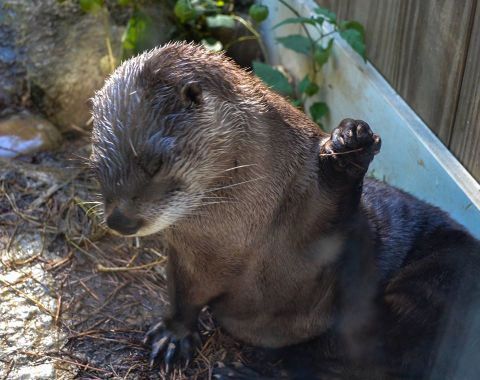 Take A Behind The Scenes Tour And Meet A Variety Of Exotic Animals Up-Close At Pennsylvania's ZooAmerica