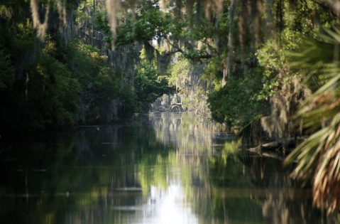 Explore 20,000 Acres Of Cypress Swamp With Adventures Of Jean Lafitte Tours Near New Orleans