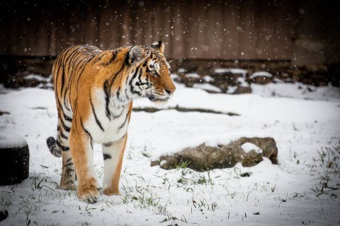 America’s Third Oldest Zoo Is Right Here In Buffalo And It’s Been Open Since 1875